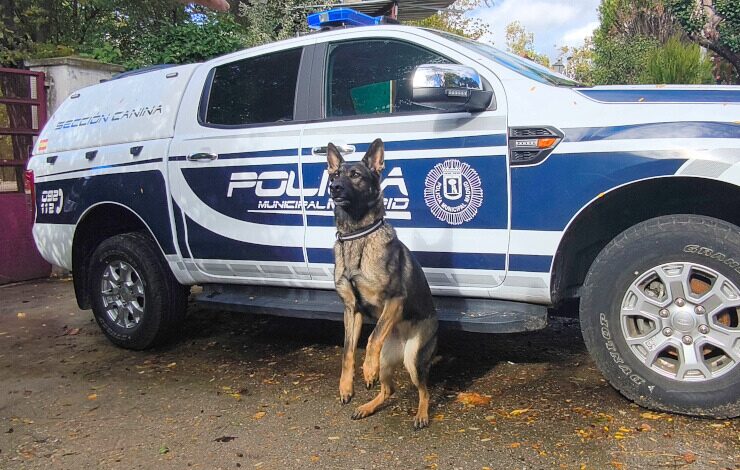 Perro policía de la Sección Canina frente a un coche de la Policía Municipal de Madrid