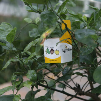 Vector de control biológico de plagas. Imagen de archivo