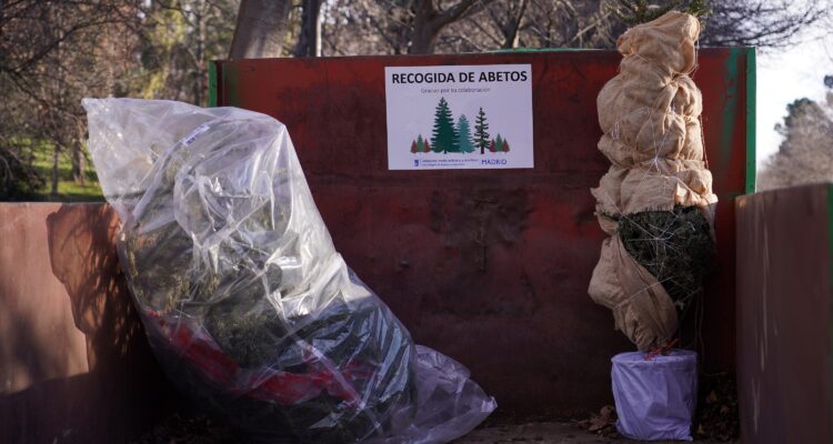 Lugar para depositar los abetos de la campaña