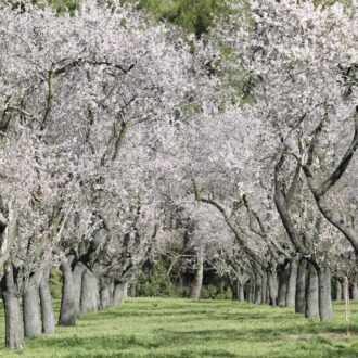 Almendros en flor en la Quinta de los Molinos
