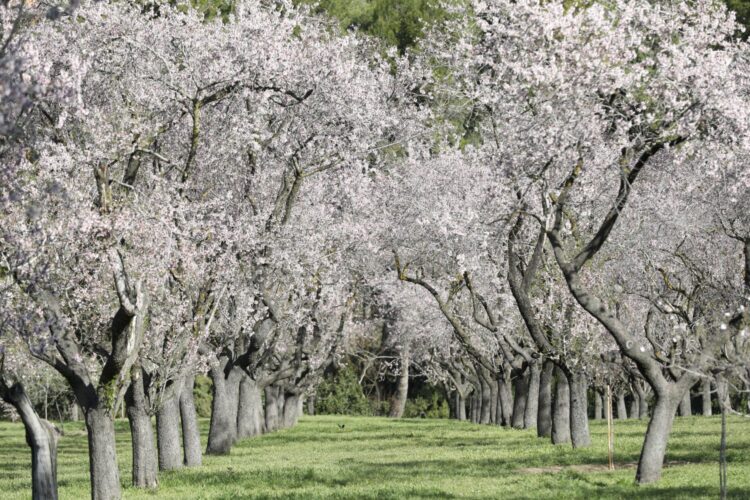 Almendros en flor en la Quinta de los Molinos