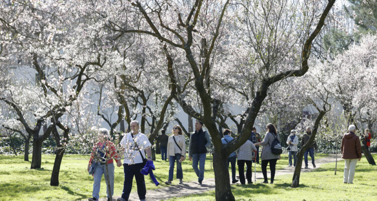 Ciudadanos disfrutando de los almendros en flor en Quinta de los Molinos