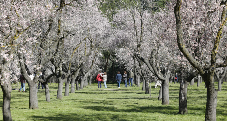Almendros en flor en Quinta de los Molinos