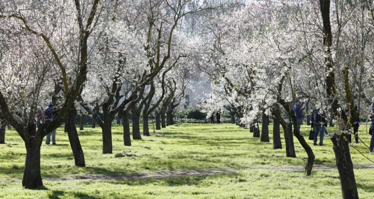 Senda de almendros en flor en Quinta de los Molinos