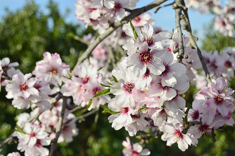 Detalle de flores rosadas de almendro en plena floración primaveral