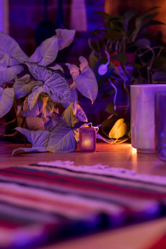 Joe Patitucci, sesión musical a propósito de su proyecto 'PlantWave'