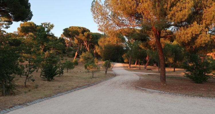 Camino amplio entre pinos al atardecer en la Dehesa de la Villa
