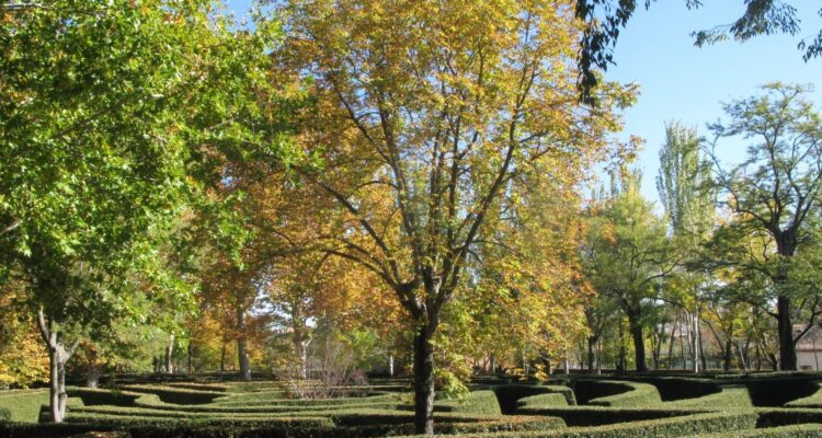 Laberinto vegetal en el parque El Capricho de Madrid