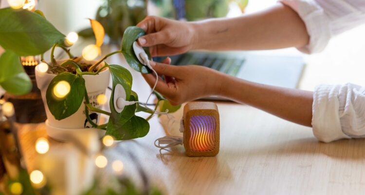 Joe Patitucci, sesión musical a propósito de su proyecto 'PlantWave'