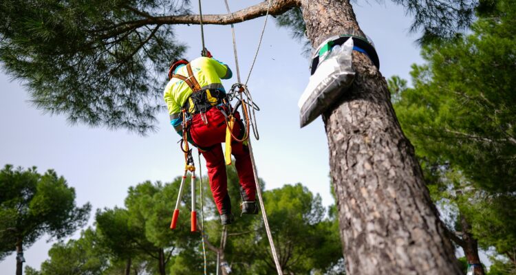 Operario desarrollando labores de control de la procesionaria en árbol