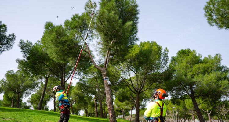 Operarios desarrollando labores de control de la procesionaria en árbol