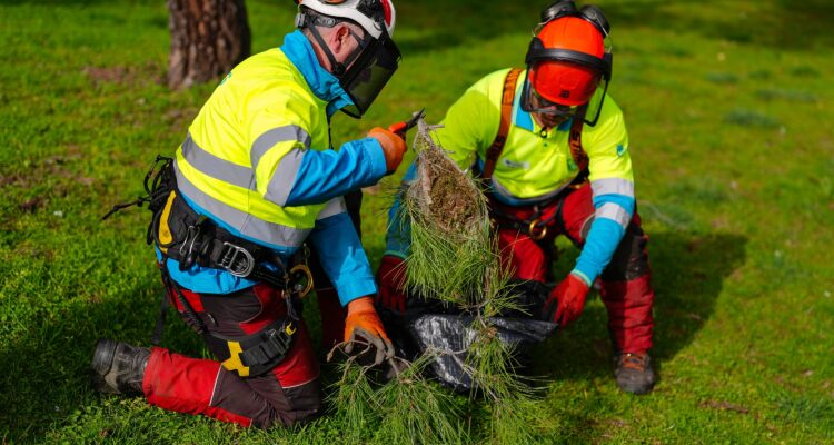Operarios realizando las labores de control de la procesionaria