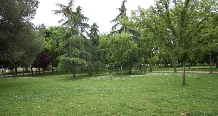 Sendero con árboles en el parque Tierno Galván