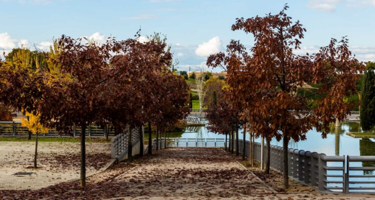 Paseo con árboles de hojas rojizas junto a un lago en el Parque Juan Carlos I de Madrid