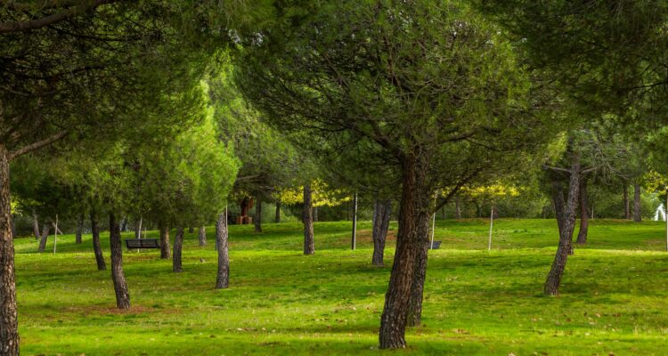 Pinar con césped en el Parque Juan Carlos I en Madrid