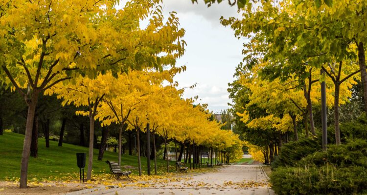 Paseo con árboles de hojas amarillas en el Parque Juan Carlos I en Madrid