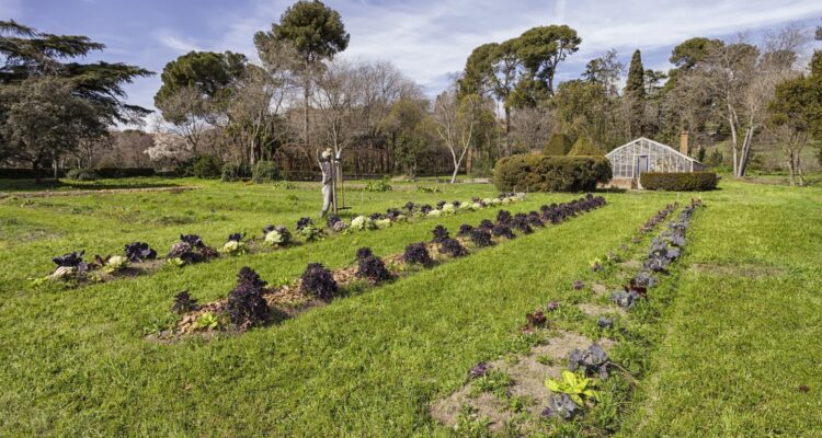 Huerta con cultivos tradicionales en la Quinta de Torre Arias en Madrid