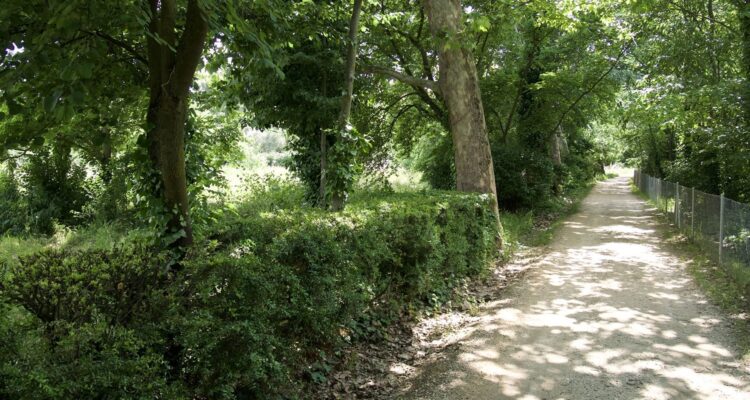 Camino sombreado entre árboles en la Quinta de Torre Arias en Madrid