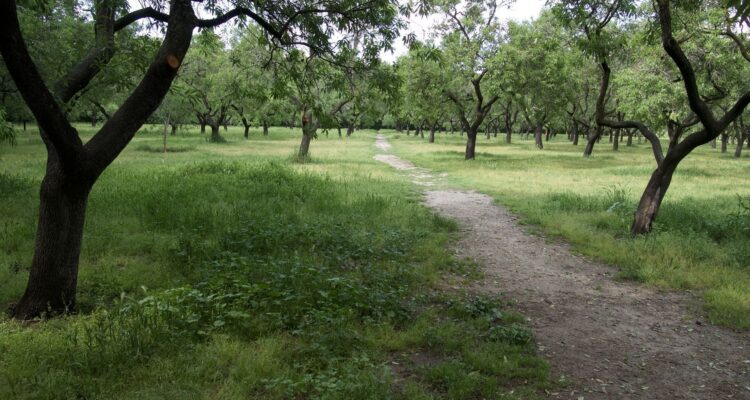 Camino de tierra entre árboles en la Quinta de los Molinos en Madrid