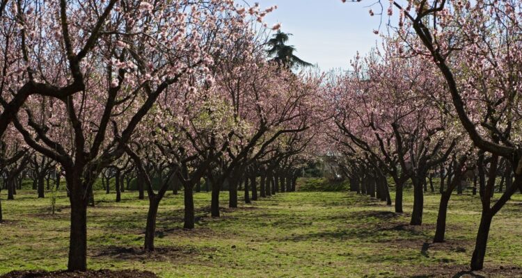 Almendros en flor en la Quinta de los Molinos en Madrid durante la primavera