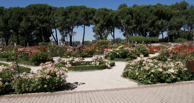 Rosaleda del Parque del Oeste con flores