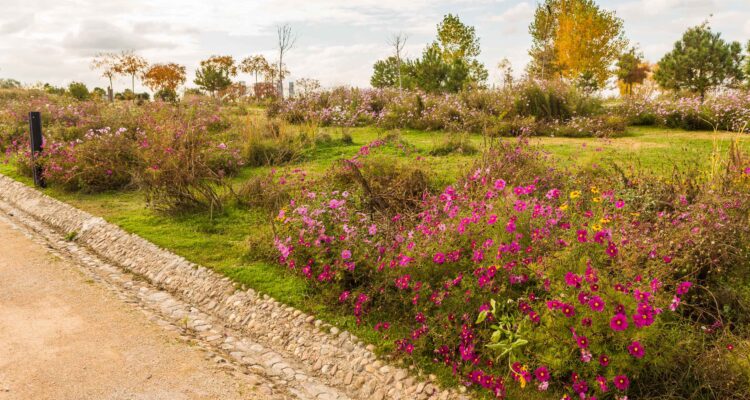 Pradera con flores silvestres en el parque forestal de Valdebebas en Madrid