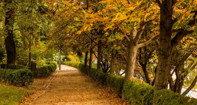 Sendero arbolado en el Parque de la Fuente del Berro con caminos para pasear