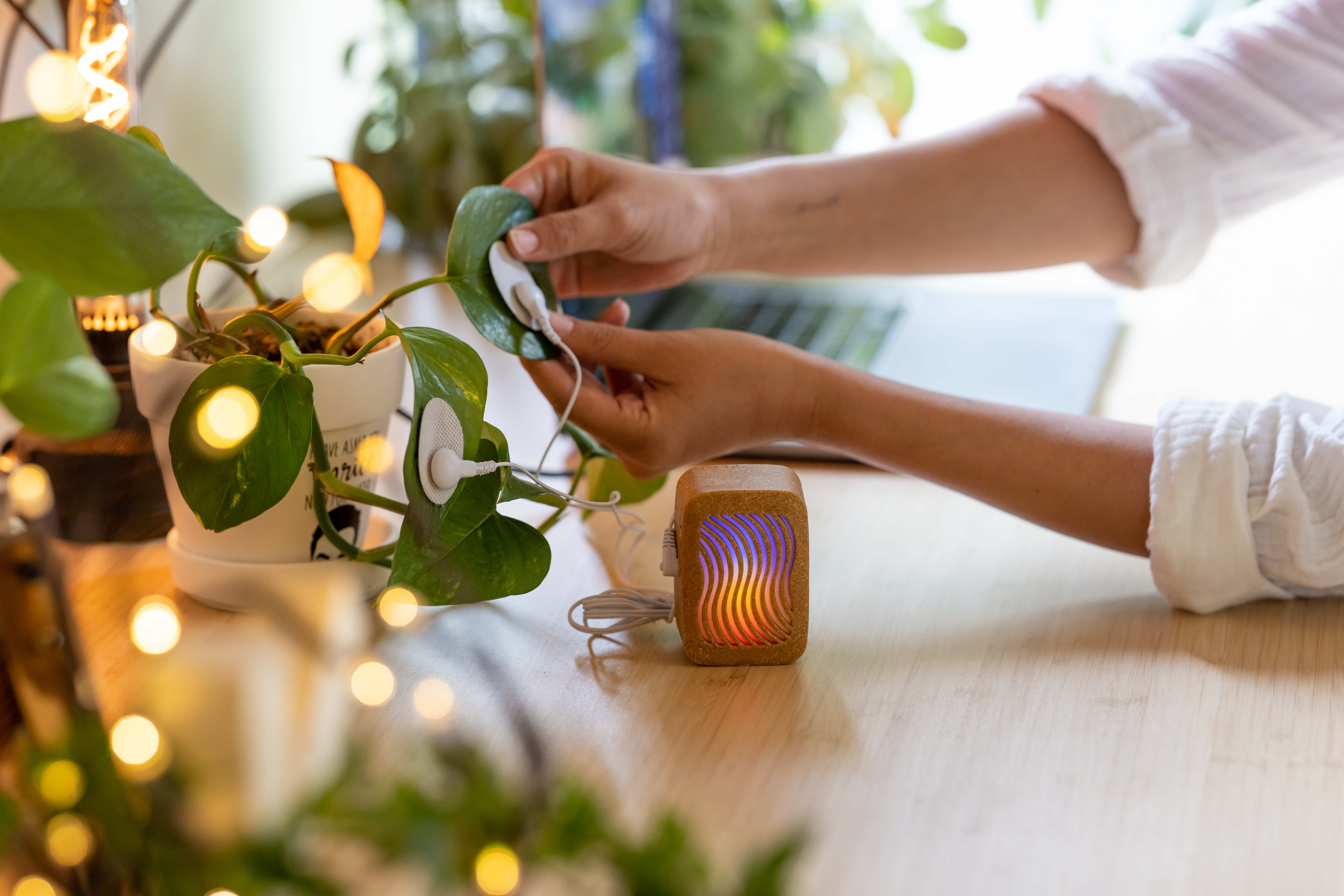 Joe Patitucci, sesión musical a propósito de su proyecto 'PlantWave'