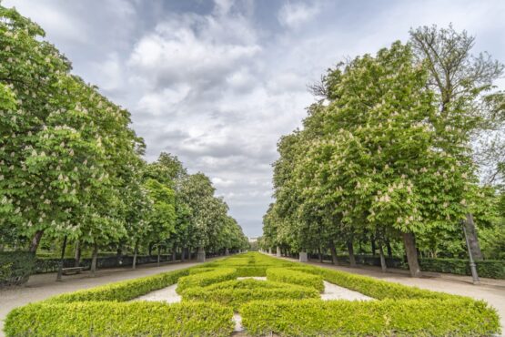 Arboleda del parque del Retiro ©Antonello Dellanotte