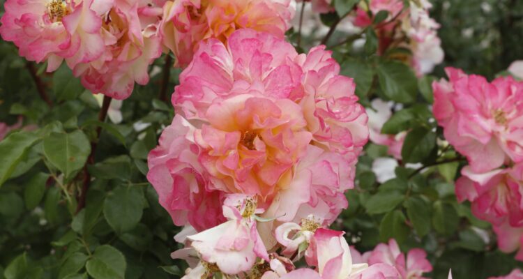 Detalle ganador concurso 'Rosas Nuevas' edición 2024