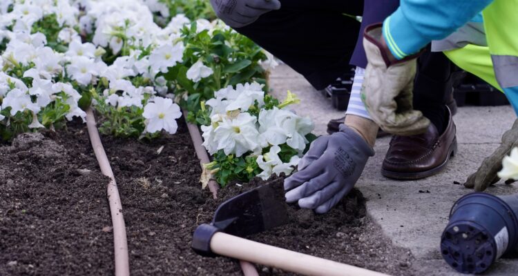 Ejemplares incluidos en la plantación primavera-verano