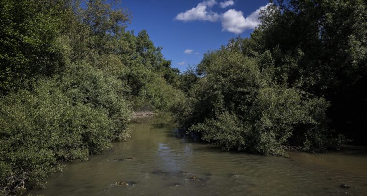 Espacio río Manzanares donde se han reintroducido 200 ejemplares