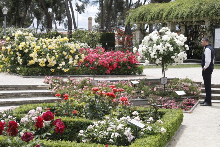 Imagen de archivo de la Rosaleda del parque del Oeste de Madrid