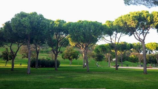 Imagen de archivo parque de madrileño