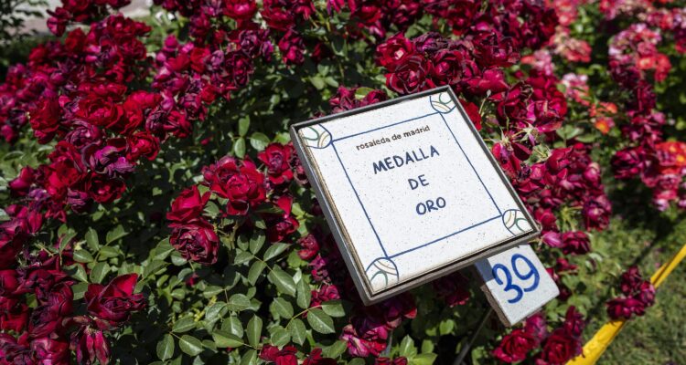 Medalla de oro 70 º Concurso Internacional de Rosas Nuevas Villa de Madrid