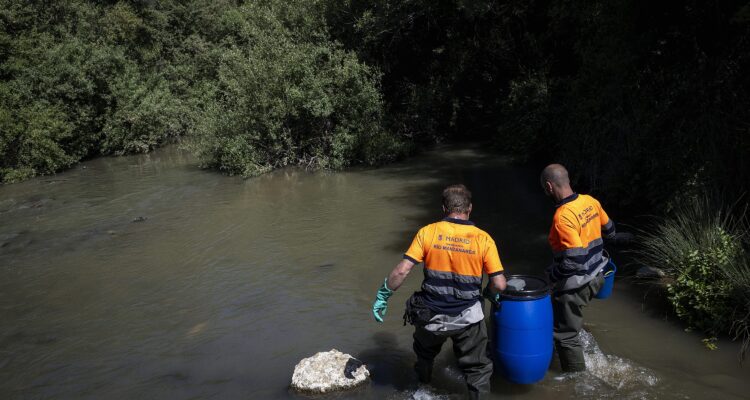 Momento de la reintroducción de 200 ejemplares en el río Manzanares