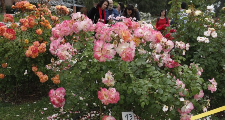 Rosa ganadora del concurso Rosas Nuevas, edición 2024