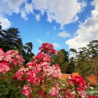 Rosas en flor en la Rosaleda del Parque del Oeste de Madrid durante la primavera