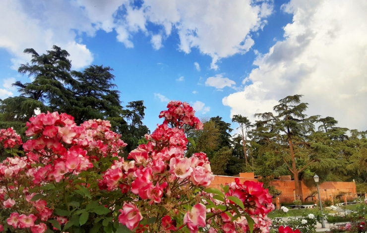 Rosas en flor en la Rosaleda del Parque del Oeste de Madrid durante la primavera