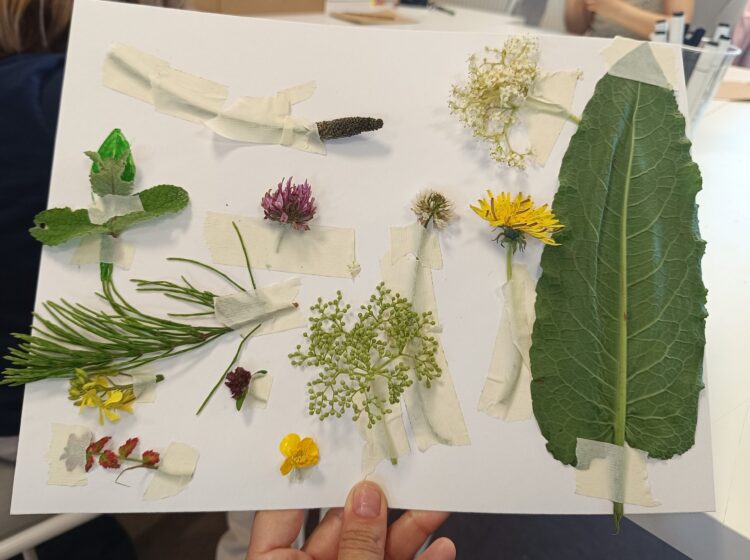 Plantas del taller 'Herbario silvestre'