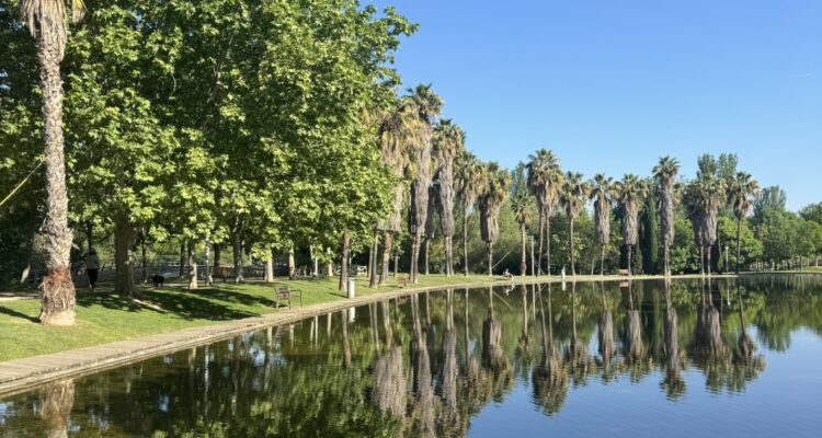 Panorámica del río Manzanares con una larga hilera de palmeras reflejadas en el agua en un día soleado de primavera, en el parque lineal