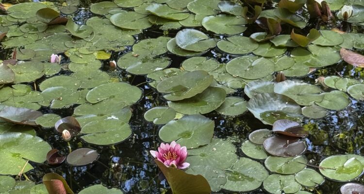 Estanque cubierto de nenúfares en flor en el parque de El Capricho de Madrid