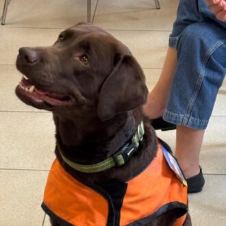 Terapia con perros en Tetuán
