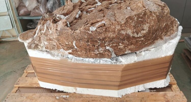 Durante los trabajos han sido hallados restos de un caparazón de tortuga gigante de más de 15 millones de años de antigüedad