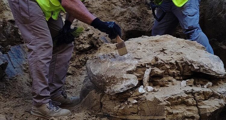 Durante los trabajos han sido hallados restos de un caparazón de tortuga gigante de más de 15 millones de años de antigüedad
