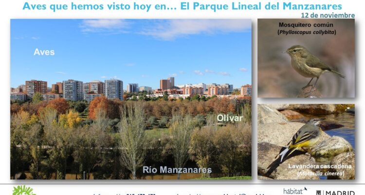 Avistamiento de aves