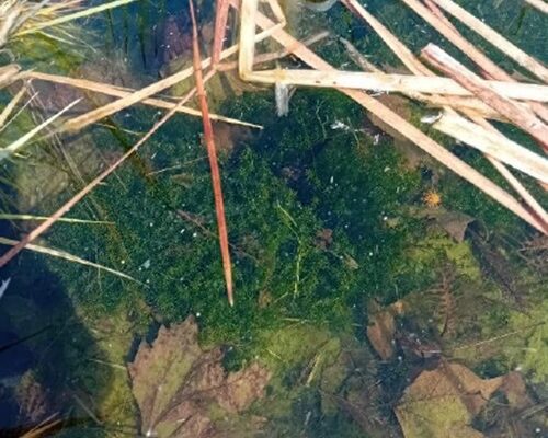 Charca naturalizada situada en Vía Lusitana