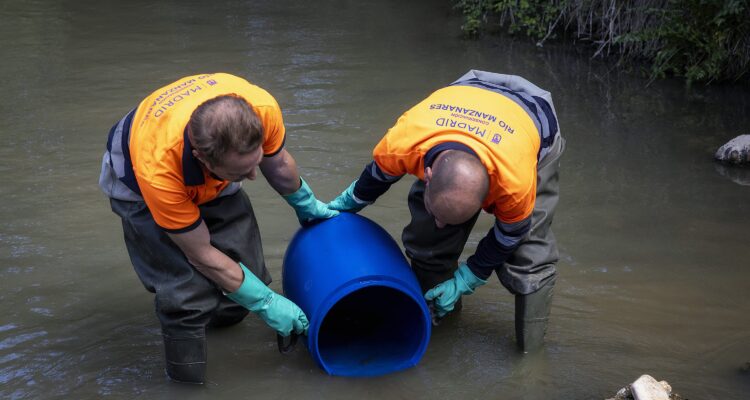 Momento de la reintroduccion de 200 ejemplares rio Manzanares