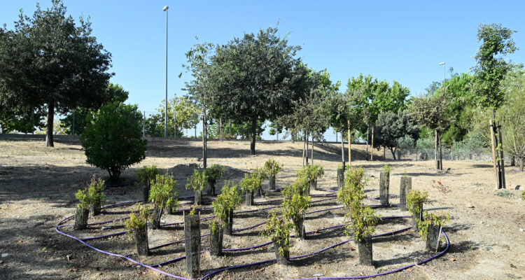 Imagen del parque forestal del parque de las Comunidades