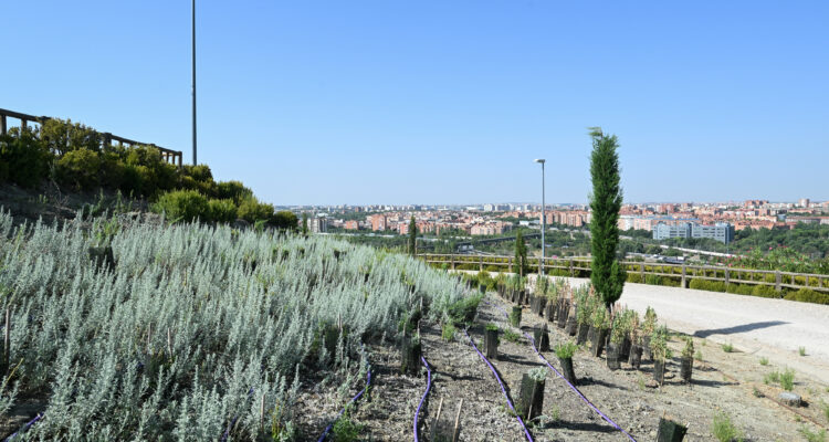 Imagen de la zona del cerro mirador cubierta por plantas aromáticas y especies autóctonas